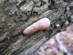 Tubifera ferruginosa