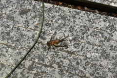 Loxoblemmus equestris