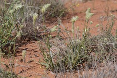 Ptilotus polystachyus