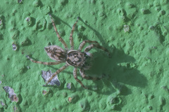 Menemerus