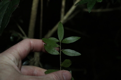 Pittosporum lancifolium