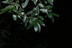 Pittosporum lancifolium