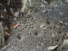 Myrmeleon formicarius