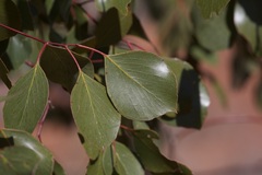 Eucalyptus populnea