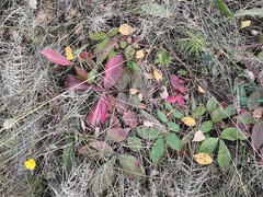 Potentilla fragarioides