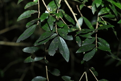 Pittosporum lancifolium