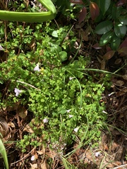 Oxalis incarnata