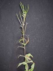 Podosphaera epilobii