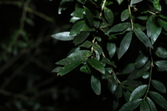 Pittosporum lancifolium