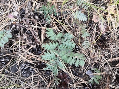 Artemisia tanacetifolia