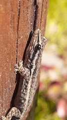 Lygodactylus capensis