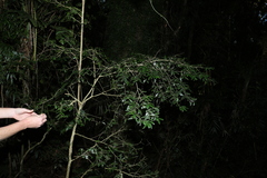 Pittosporum lancifolium