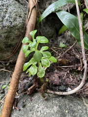 Sedum formosanum