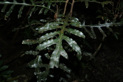 Stenocarpus sinuatus