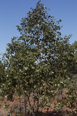 Eucalyptus populnea