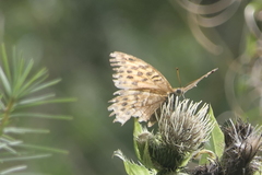 Argynnis paphia