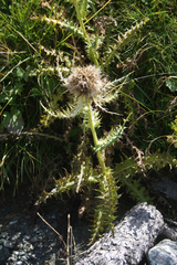 Cirsium spinosissimum