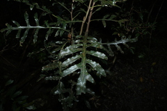 Stenocarpus sinuatus