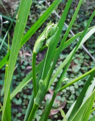 Libertia paniculata