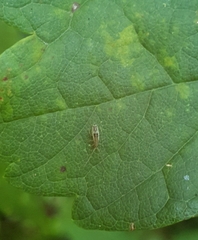 Entomobryidae