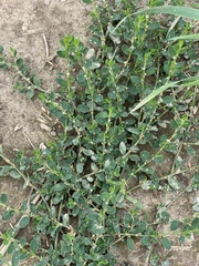 Polygonum arenastrum