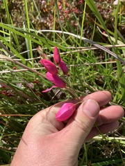 Ixia maculata