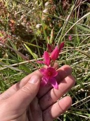 Ixia maculata