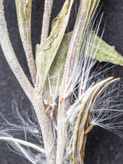 Podosphaera epilobii