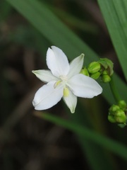 Libertia paniculata