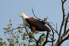 Haliaeetus vocifer