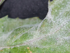 Podosphaera epilobii