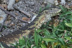 Varanus niloticus