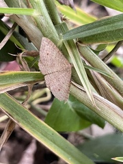 Epicyme rubropunctaria