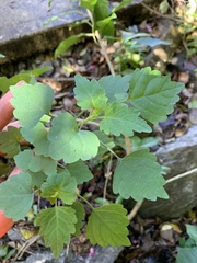 Plectranthus saccatus