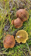 Suillus cavipes
