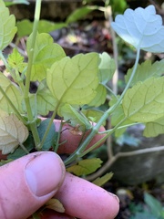 Plectranthus saccatus