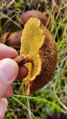 Suillus cavipes