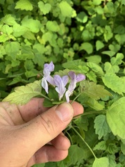 Plectranthus saccatus