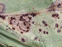 Puccinia pulverulenta