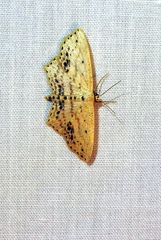 Scopula cacuminaria