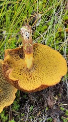 Suillus cavipes