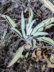 Salvia apiana