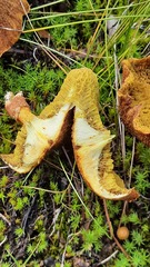 Suillus cavipes