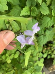 Plectranthus saccatus