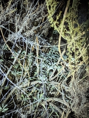Salvia apiana