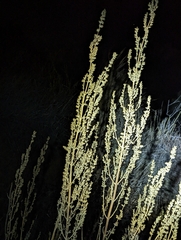 Salvia apiana
