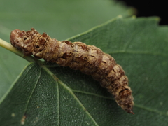 Falcaria lacertinaria
