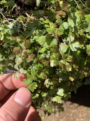 Hydrocotyle tripartita