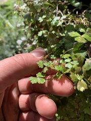 Hydrocotyle tripartita