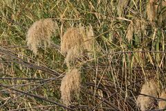 Phragmites mauritianus